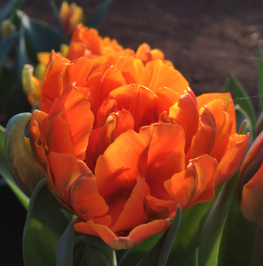 Tulip Orange Princess